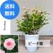  mini rose pi-chi.[ free shipping ]mi speech . rose . -ply .. pink 15cm pra pot rose flower seedling 2024.03.015 photographing 
