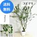 kote Мали [ бесплатная доставка ]kote Мали 15cm pra горшок высота 1.1m ширина 1m защита рук коте . саженец растение садовое дерево сырой . глаз .. листопадные растения низкий дерево белый цветок 