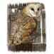  птица сова .OWL men сова (01-D).. вид большая сумка эко-сумка мой сумка симпатичный модный женский мужской для мужчин и женщин a4 довольно большой парусина 