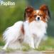 �p�s���� �J�����_�[ 2027�N �Ǌ|�� ���߂��� �ߘa9�N �� �A�� �� �h�b�O ����� ���Ԃ� Avonside �v���U���g �M�t�g �a���� �N���X�}�X �g���X�g�����|�C���g