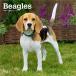 * календарь Beagle [ постоянный размер / орнамент ] 2026 год . мир 8 год календарь собака вид календарь собака DOG импорт средний .. Brown форель квадратный тип день рождения 