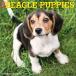 * календарь Beagle papi-[ постоянный размер / орнамент ] календарь 2026 год . мир 8 год собака вид другой календарь средний ..wi low k утечка квадратный тип 