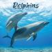 * календарь дельфин Dolphin [ постоянный размер / орнамент ] 2026 год . мир 8 год море свинья . сырой животное море . живое существо море . средний ..e-bon боковой квадратный тип день рождения 