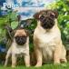  календарь Pug [ постоянный размер / орнамент ] 2026 год . мир 8 год календарь papi- собака вид другой календарь собака DOG импорт средний .. Brown форель квадратный тип день рождения 