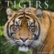  календарь Tiger тигр .[ постоянный размер / орнамент ] 2026 год . мир 8 год календарь . сырой животное WILD LIFE импорт средний ..wi low k утечка квадратный тип день рождения 