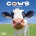 * календарь корова kau корова [ постоянный размер / орнамент ] 2025 год . мир 7 год cow ферма животное дом . животное календарь средний ..e-bon боковой квадратное 