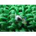 PCX125 ƥåץܡ ߸ͭ ¨Ǽ ۥ   Х  8 GROM CB750K ָ Genuine եĥ CB1300SF ե塼 CB-1