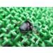 ޥ ȥץ饰 ߸ͭ ¨Ǽ ޥ   Х  MT-07 MT-09 RD50 ɥå250 VINO ߸ͭ ָ Genuine FZ6R 55
