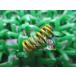  Super Cub clutch free springs наличие иметь немедленная уплата Honda оригинальный новый товар мотоцикл детали техосмотр "shaken" Genuine Super Cub 50 Super Cub 90 Super Cub 70 Dux 70 rB