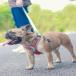  собака Harness маленький размер собака кошка Lead собака. Harness ошейник средний собака большой собака весна летний симпатичный модный выпадение нет Lead комплект воздушная трубка .... обивка предотвращение легкий простой установка и снятие 