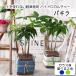 �ϗt�A�� �n�C�h���J���`���[ �p�L���R�{���� �� �K���X �J�W���A���ȃK���X�|�b�g�Ő��k�͔| �������� �M�t�g �J�X�j�� ���z���j�� �a���� �������