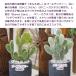 �ϗt�A�� �T�{�e�� �o�j�[�J�N�^�X ������ �S�[���f���o�j�[�J�N�^�X ���G�X�q ���ێO���� �����A�� �v���[���g �M�t�g �ސE�j�� �֘A�摜3
