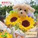 �\�[�v�t�����[ �ԑ� �� �M�t�g �v���[���g �t���t�� ��񂿂�� �˂������ �u�[�P �� �L �l�R �˂� �a���� �֘A�摜5
