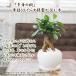 �K�W���}�� �ϗt�A�� �K�W���}���̖� �K���������炷���삪�Z�ޖ� ���K�̎� �v���[���g �M�t�g ������� �󂯎M�t �֘A�摜2