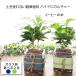 �ϗt�A�� �n�C�h���J���`���[ �R�[�q�[�̖� �R�[�q�[�m�L  �� �K���X �J�W���A���ȃK���X�|�b�g�Ő��k�͔| �M�t�g �v���[���g �a���� ���j��