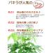 �p�L�� ���픫 �K���̖� ���^�̖ؔ����� �ϗt�A�� �v���[���g �M�t�g �J�X�j�� �a���� �֘A�摜4