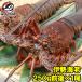  лангуст местного производства Исэ город море .1 хвост (BBQ барбекю ) (.. море . креветка осэти )