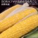 SORA ферма. большой . кукуруза ( желтый ) Nagano префектура производство 10 шт. входит примерно 3.8kg производство земля коробка * рефрижератор бесплатная доставка 