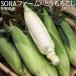 SORA ферма. большой . кукуруза ( белый ) Nagano префектура производство 10 шт. входит примерно 3.8kg производство земля коробка * рефрижератор бесплатная доставка 