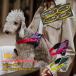 �yJulius K9���{���㗝�X���c�X�z�y���������z�yJulius-K9�z�����E�X�P�[�i�C���EJK9 �X�g���[�g�n�[�l�X�@��^��