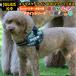 �yJULIUS-K9���K�i�戵�X�z�|�C���g10�{ Julius-K9 �����E�X�P�[�i�C���E�h�c�b�p���[�n�[�l�X �f�U�C���V���[�Y���j���[�J���[ Size0�`3�@���E��^���p�T�C�Y