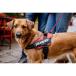 �yJULIUS-K9���K�i�戵�X�z�|�C���g10�{ Julius-K9 �y���b�V���^�C�v�z�����E�X�P�[�i�C���E�h�c�b�p���[�T�}�[�n�[�l�X ���E��^���T�C�Y