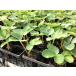  клубника рассада ....... рассада 7.5cm pot 40шт.
