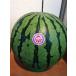 [ каждый префектура производство ]... арбуз большой шар 1 шар примерно 6~8kg автомобиль li чувство выдающийся лето. первоклассный ...!
