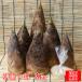 (.03) утро ...( побеги бамбука ) 3kg (*ak вытащенный для . имеется.!)( Ehime префектура производство )( бесплатная доставка ). побеги бамбука takenoko