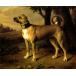WONDERFULITEMS Ulmer DOGGE 1705 German Breed Giant Size Dog European Painting by Johann Christof MERCK 16