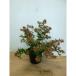  abelia × grandiflora * Basic height of tree 0.3m rom and rear (before and after) 15cm pot pot entering raw . for ....*.-... sapling seedling plant garden tree raw .. 1 pcs single goods 