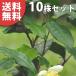  коричневый noki(10 шт. комплект ) высота дерева 0.2m передний и задний (до и после) 10.5cm pot чай. дерево (yabkita).... чай. дерево ... . саженец рассада растение садовое дерево сырой .. включая доставку глаз ..* сырой .
