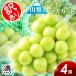  автомобиль in мускат есть перевод Yamanashi 4.( 2kg и больше ) автомобиль in мускат вид нет фрукты фрукты виноград .. Yamanashi префектура дудка дуть город подарок .. бесплатная доставка ваш заказ 