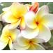  plumeria happy we k