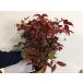 o жесткий k наан тонн высота дерева 0.3m передний и задний (до и после) 15cm pot (5 шт. комплект )( бесплатная доставка ) рассада растение саженец двор 
