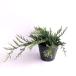  балка Haba длина 30cm передний и задний (до и после) 15cm pot (20 шт. комплект )( бесплатная доставка ) рассада растение саженец двор почвопокровные растения 