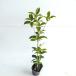  серебристый wooden высота дерева 0.3m передний и задний (до и после) 10.5cm pot (10 шт. комплект )( бесплатная доставка ) рассада растение саженец двор 