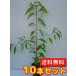 クスノキ 樹高0.3m前後 10.5cmポット （10本セット）（送料無料）  苗 植木 苗木 庭