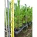  black matsu height of tree 0.8m rom and rear (before and after) 10.5cm pot ( single goods ) seedling plant sapling 