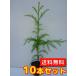 sgi высота дерева 0.3m передний и задний (до и после) 10.5cm pot (10 шт. комплект )( бесплатная доставка ) рассада парк зеленый земля и т.д. растение саженец двор 