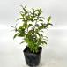 hisa устрица высота дерева 0.3m передний и задний (до и после) 10.5cm pot (10 шт. комплект )( бесплатная доставка ) рассада растение саженец двор 
