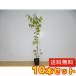 keyaki высота дерева 0.8m передний и задний (до и после) 10.5cm pot (10 шт. комплект )( бесплатная доставка ) рассада растение саженец двор 