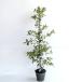 uba mega si высота дерева 0.8m передний и задний (до и после) 15cm pot (5 шт. комплект )( бесплатная доставка ) рассада растение саженец двор 