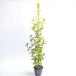 ougomasaki высота дерева 0.8m передний и задний (до и после) 15cm pot (10 шт. комплект )( бесплатная доставка ) рассада растение саженец двор 