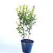 hime автомобиль Lynn bai высота дерева 0.4m передний и задний (до и после) 15cm pot (5 шт. комплект )( бесплатная доставка ) рассада растение саженец двор 