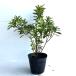  common do азалия высота дерева 0.3m передний и задний (до и после) 15cm pot (10 шт. комплект )( бесплатная доставка ) рассада растение саженец двор 