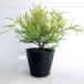 filifela ole a высота дерева 0.3m передний и задний (до и после) 15cm pot (10 шт. комплект )( бесплатная доставка ) рассада растение саженец двор 