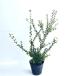 mametsuge высота дерева 0.5m передний и задний (до и после) 15cm pot (10 шт. комплект )( бесплатная доставка ) рассада растение саженец двор 