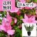  Satsuki азалия ( satsuki ) высота дерева 0.2m передний и задний (до и после) 10.5cm pot (30 шт. комплект )( бесплатная доставка ) рассада растение саженец двор 