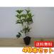 �V�L�U�L���N�Z�C ����0.25m�O�� 10.5cm�|�b�g �i40�{�Z�b�g�j�i���������j ���������������� �������� �c �A�� �c��